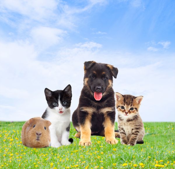 Hattiesburg Pets