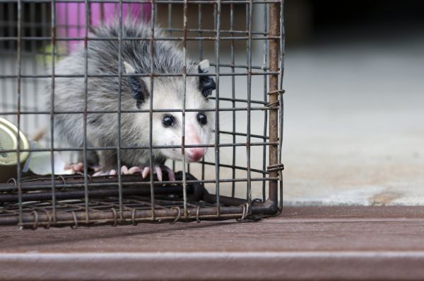 Hattiesburg Wildlife Removal