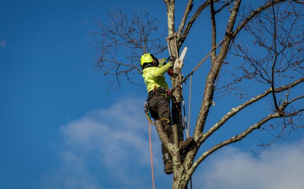 Hattiesburg Tree Removal